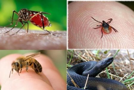 Укуси комах, кліщів, павуків, змій: поради медиків, що робити